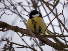 Parus major