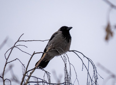 Corvus cornix
