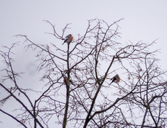 Pyrrhula pyrrhula