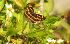 Symbrenthia lilaea formosanus