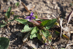 Viola inconspicua