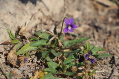 Viola inconspicua