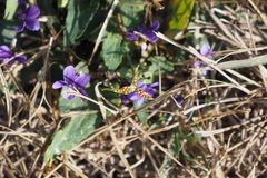 Viola inconspicua
