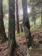 Beilschmiedia tawa