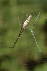 Tetragnatha demissa