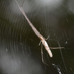 Tetragnatha demissa