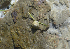 Bembicium