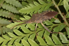 Amorbini