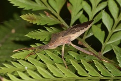 Amorbini