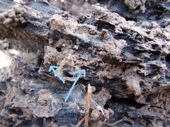 Bilobella braunerae