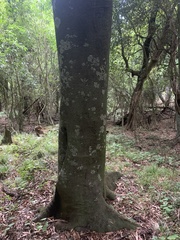 Beilschmiedia tawa