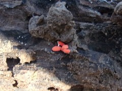 Bilobella braunerae