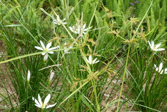 Cyperus