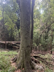 Beilschmiedia tawa