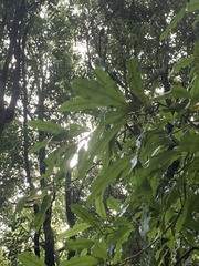 Beilschmiedia tawa