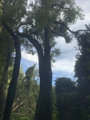 Beilschmiedia tawa