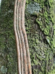 Metrosideros perforata