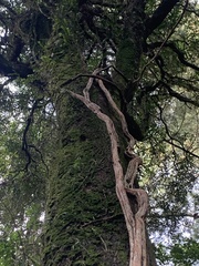 Metrosideros perforata