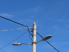 Streptopelia decaocto