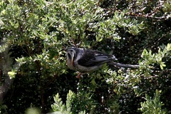 Anthochaera paradoxa