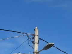 Streptopelia decaocto