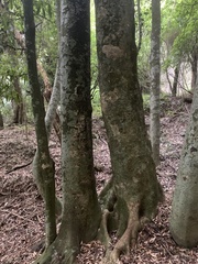 Beilschmiedia tawa