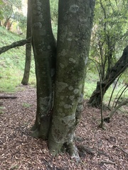 Beilschmiedia tawa