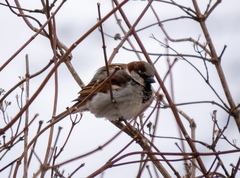 Passer domesticus