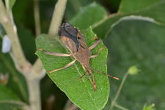 Amorbini