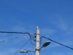 Streptopelia decaocto