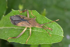 Amorbini