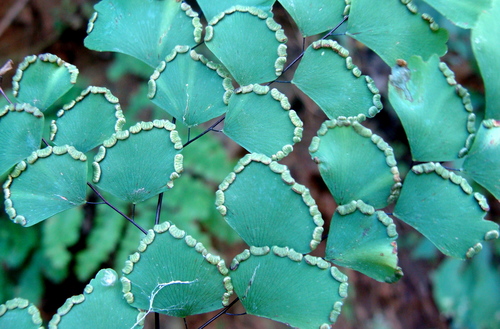 Adiantum amplum