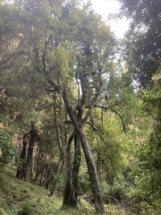 Beilschmiedia tawa