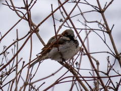 Passer domesticus