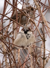 Passer domesticus