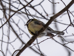 Parus major