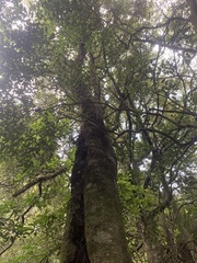 Beilschmiedia tawa