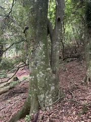 Beilschmiedia tawa