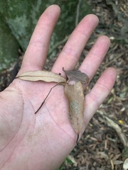 Beilschmiedia tawa