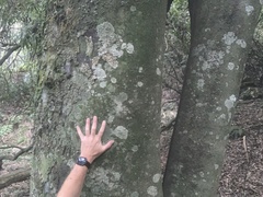 Beilschmiedia tawa