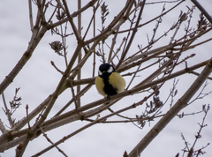 Parus major