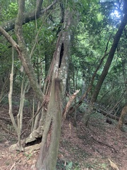 Beilschmiedia tawa