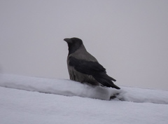 Corvus cornix