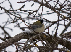 Parus major