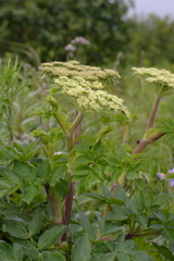 Angelica gmelinii