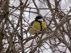Parus major