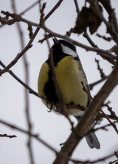 Parus major