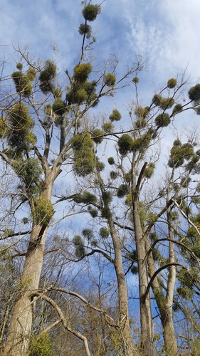 Hybrid Black-poplar