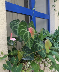 Anthurium clarinervium
