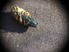 Astraeus